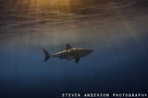The twilight hour and Great White Sharks...doesn’t get be... by Steven Anderson 
